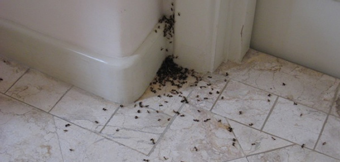 Ant infestation - Wolverhampton Pest Control Services