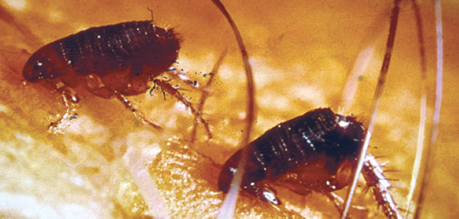Flea infestation Wolverhampton Pest Control Fleas