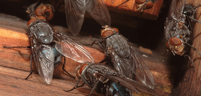 Cluster Fly, Blue Bottle, Mosquitoe infestation Wolverhampton Pest Control Flies