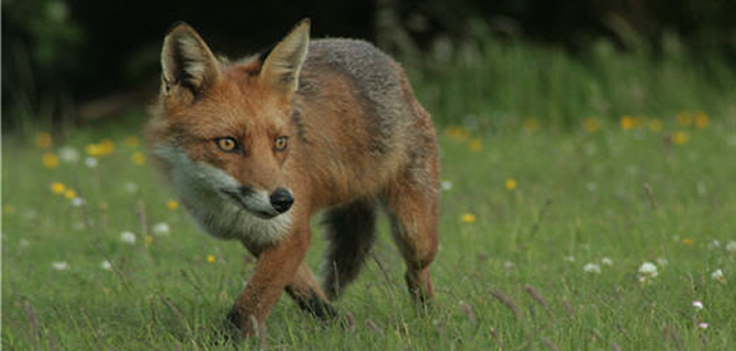 Fox infestation Wolverhampton Pest Control Foxes