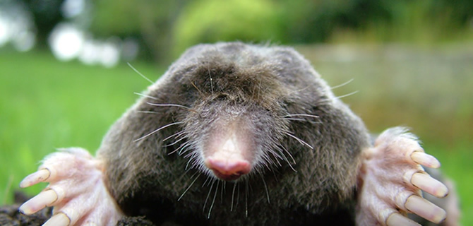 Mole infestation Wolverhampton Pest Control Moles
