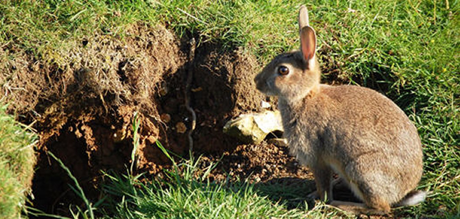 Rabbit infestation Wolverhampton Pest Control Rabbits