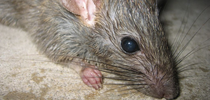 Rat infestation Wolverhampton Pest Control Rats