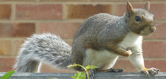 Squirrel infestation Wolverhampton Pest Control Squirrels