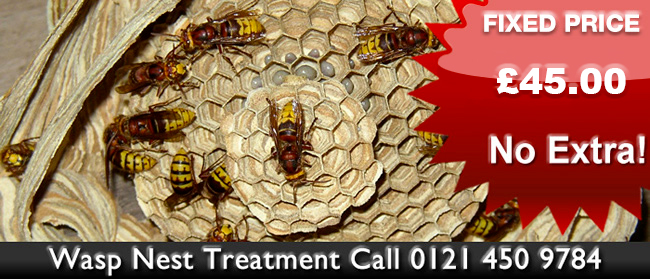 Wolverhampton Wasp Control, Wasp nest treatment or removal fixed price £45.00 covering Wolverhampton, Birmingham and The West Midlands. Contact us on  01922 610 932 / 0121 450 9784  for more info