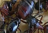 Pest control for Black Ants, Wolverhampton Pest Control Service commercial and residential pest control for Wolverhampton, Birmingham and The West Midlands.