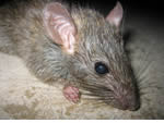 Pest control for Mice, Wolverhampton Pest Control Service commercial and residential pest control for Wolverhampton, Birmingham and The West Midlands.