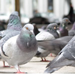 Pest control for Birds, Wolverhampton Pest Control Service commercial and residential pest control for Wolverhampton, Birmingham and The West Midlands.