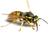 Pest control for Wasp Nest, Wolverhampton Pest Control Service commercial and residential pest control for Wolverhampton, Birmingham and The West Midlands.